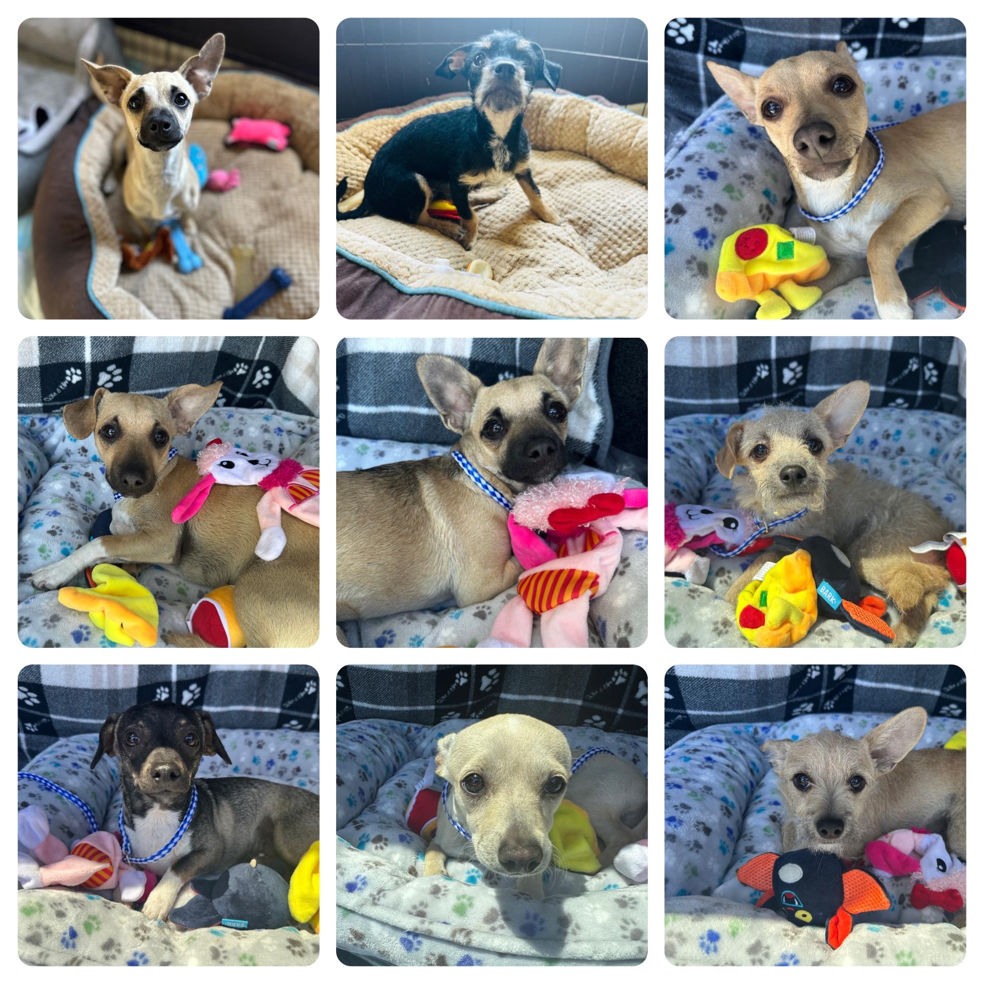 Enlarge MIRACLE PUPPIES, a Adoptable mixed breed in Morgan Hill, CA image 1/1