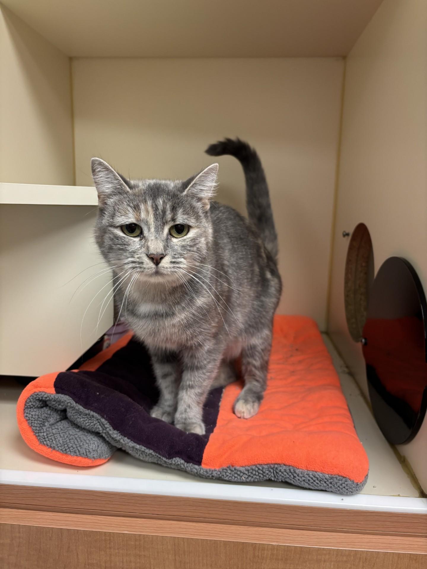Boba, Adoptable, Adult Female Domestic Short Hair.