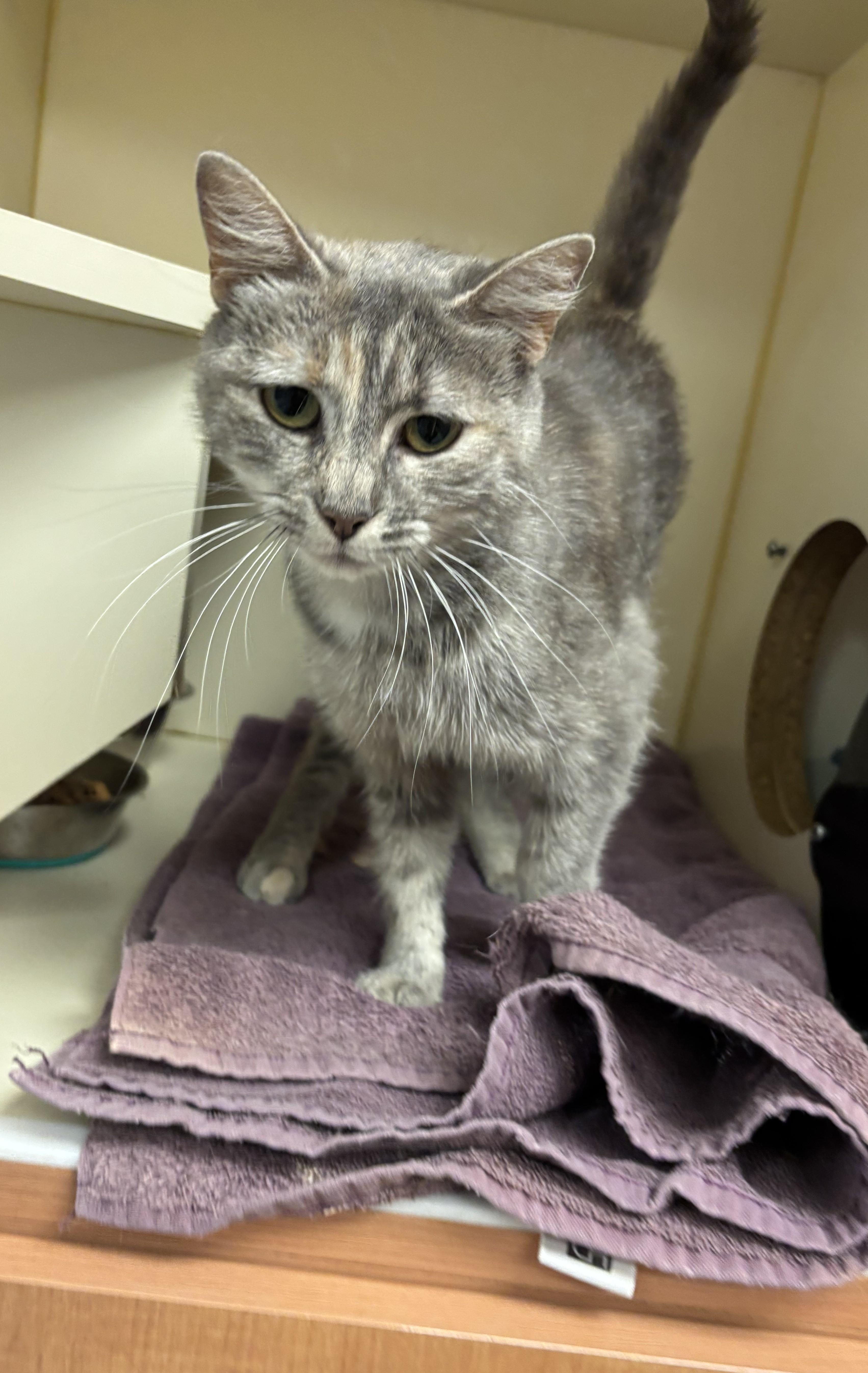 Boba, a ADOPTABLE mixed breed in Quincy, WA image 2/3