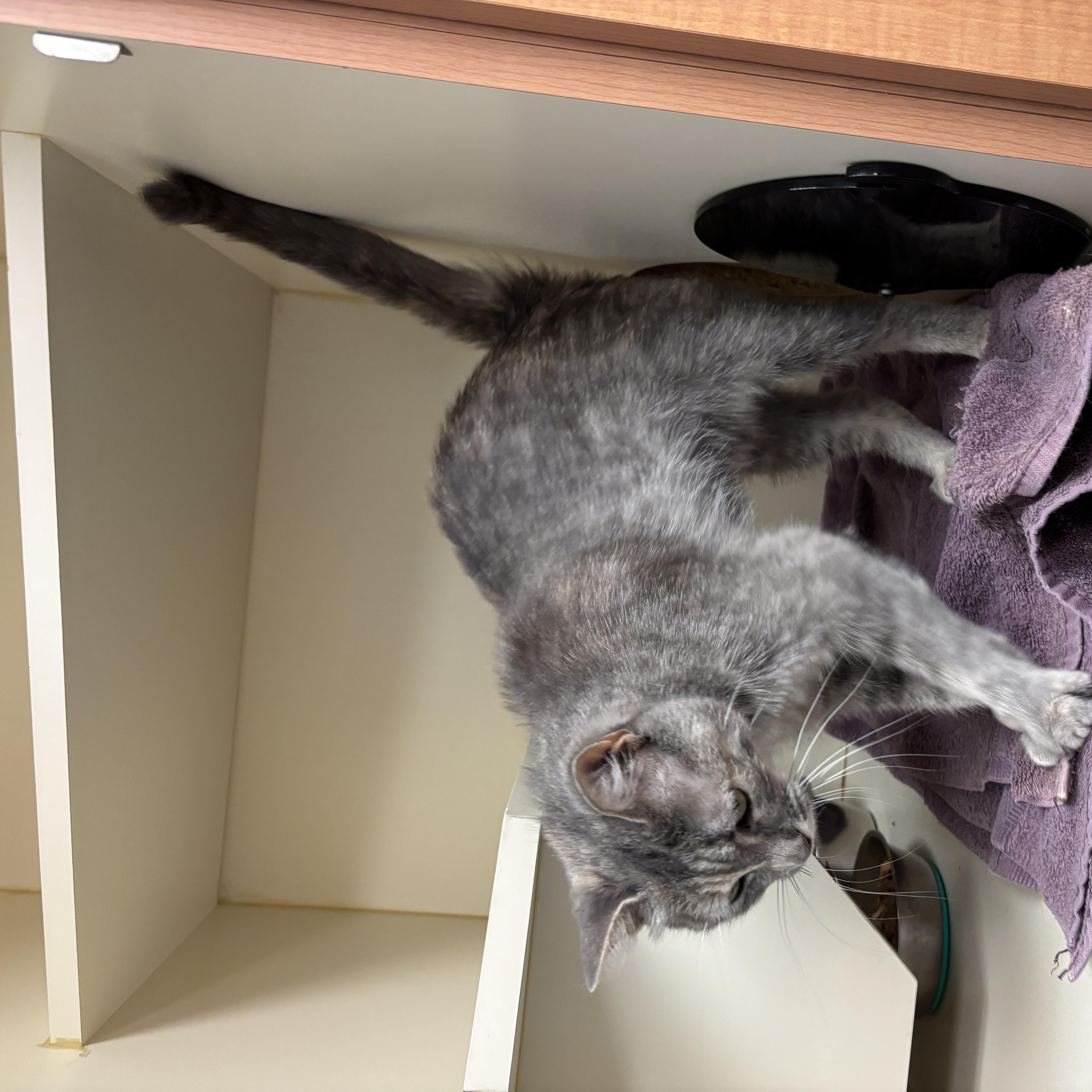 Boba, a ADOPTABLE mixed breed in Quincy, WA image 3/3