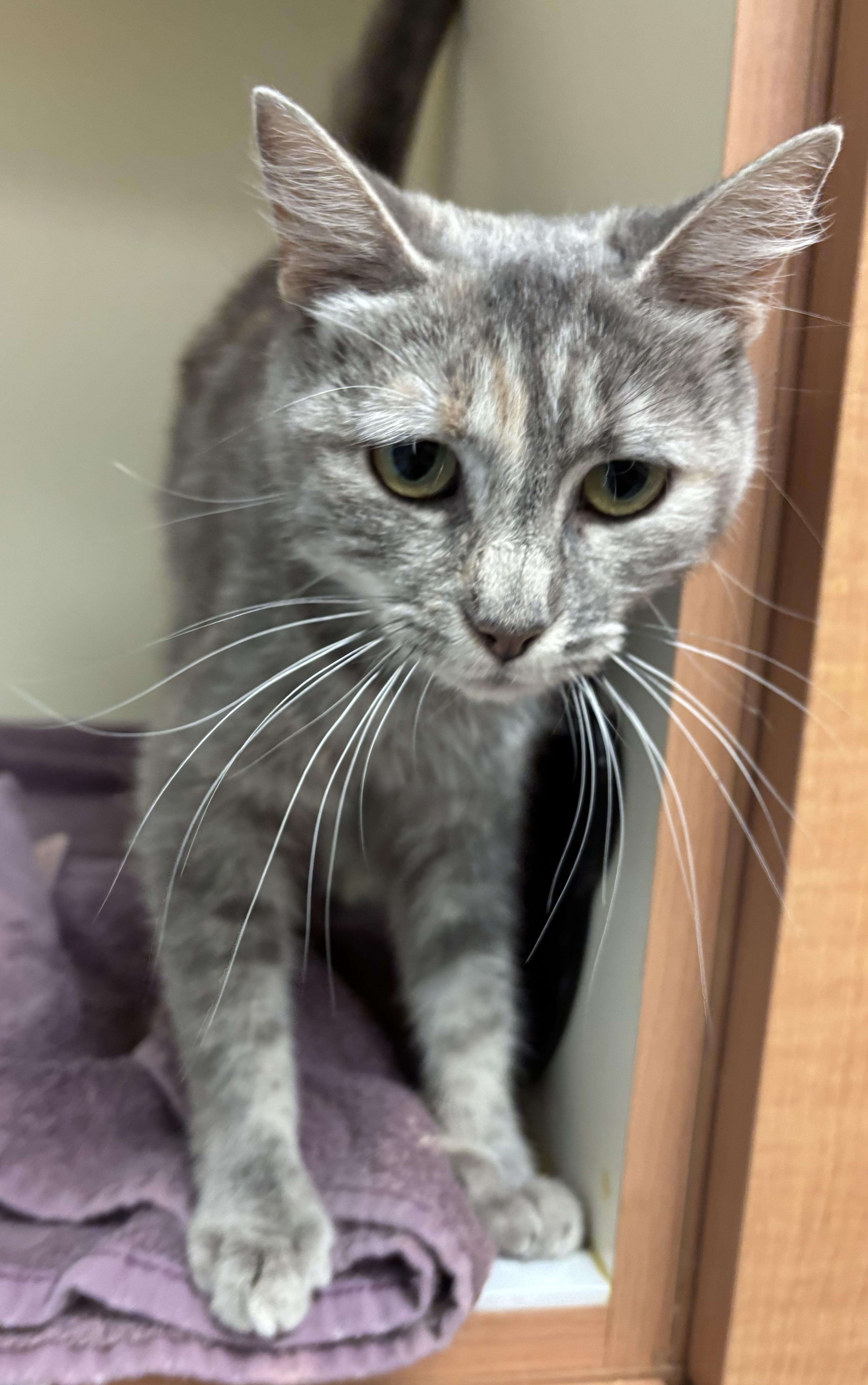Boba, ADOPTABLE, Adult Female Domestic Short Hair.
