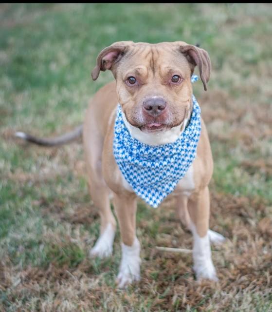 KING, Adoptable, Young Male American Staffordshire Terrier.