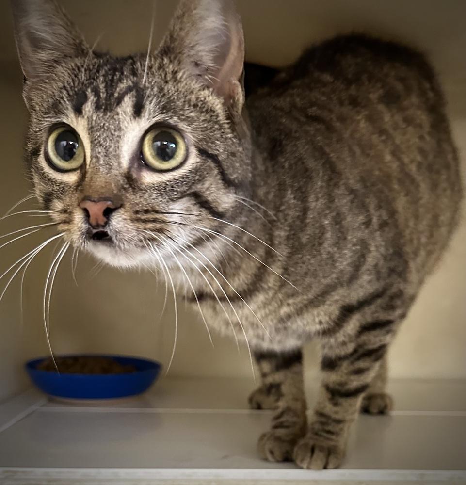 Tofu, Adoptable, Young Female Domestic Short Hair.