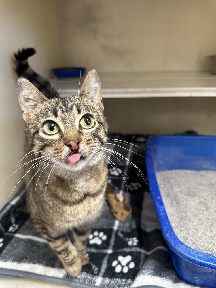 Enlarge Tofu, a Adoptable Domestic Short Hair in Richmond, IN image 2/2