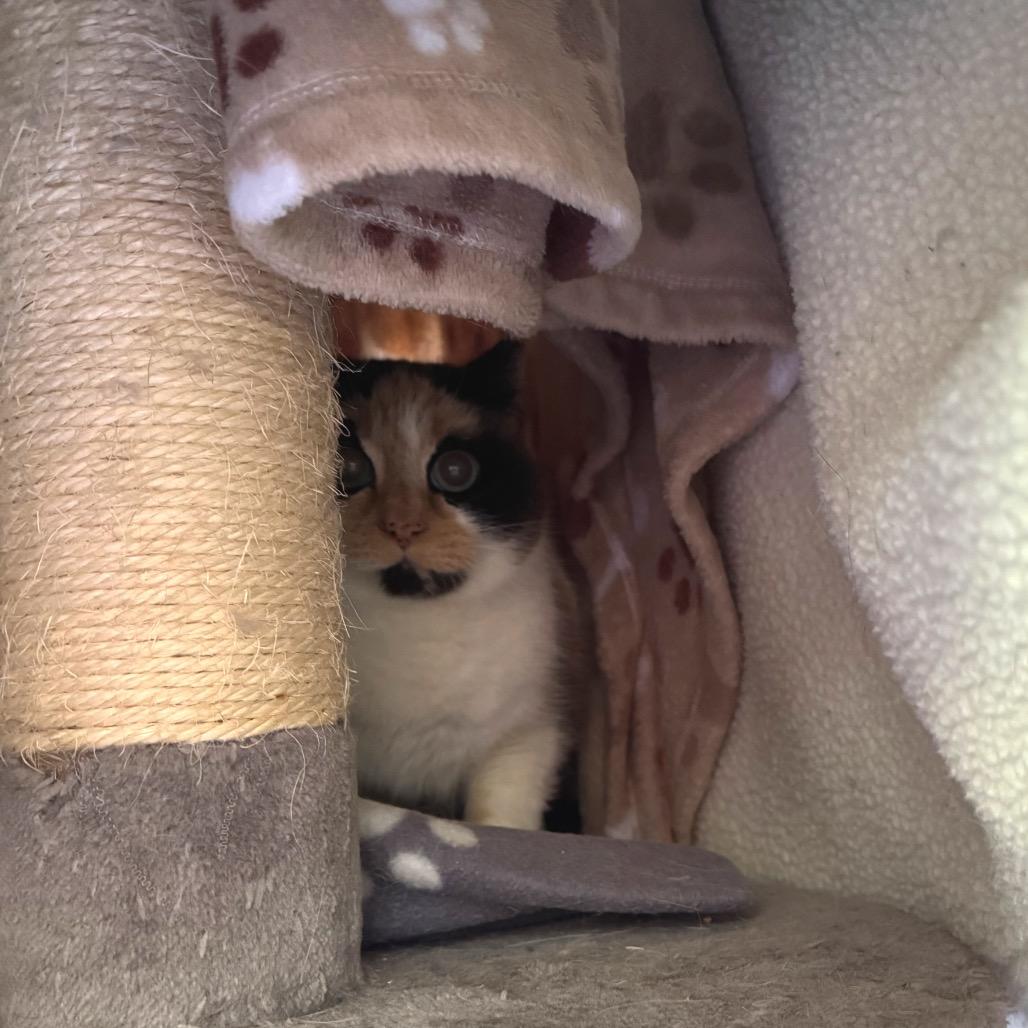 Enlarge Simba, a Adoptable Domestic Short Hair in Sequim, WA image 1/5