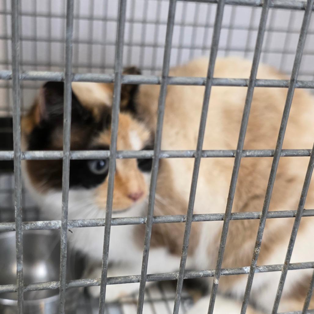 Enlarge Simba, a Adoptable Domestic Short Hair in Port Angeles, WA image 1/3