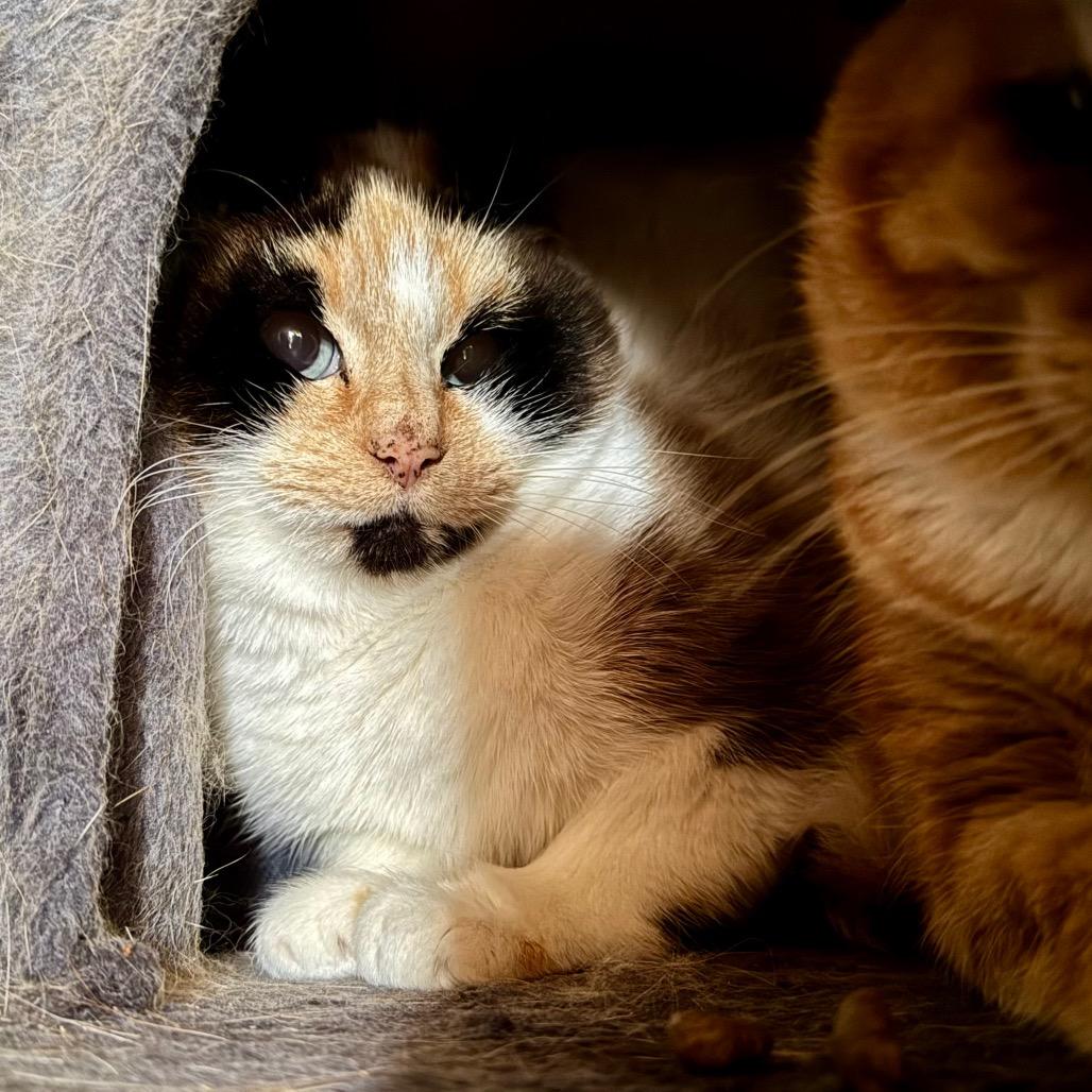 Enlarge Simba, a Adoptable Domestic Short Hair in Port Angeles, WA image 2/3