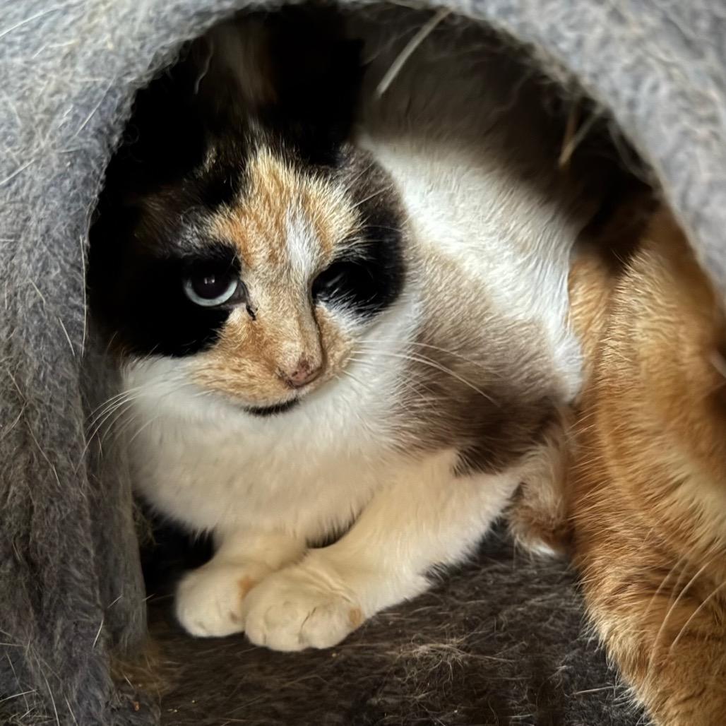 Enlarge Simba, a Adoptable Domestic Short Hair in Port Angeles, WA image 3/3