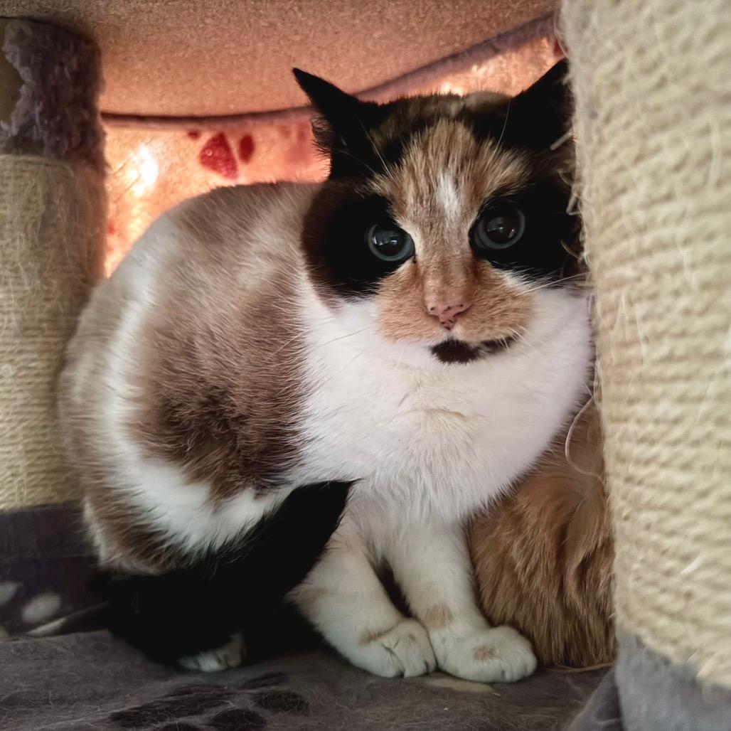 Enlarge Simba, a Adoptable Domestic Short Hair in Sequim, WA image 3/5