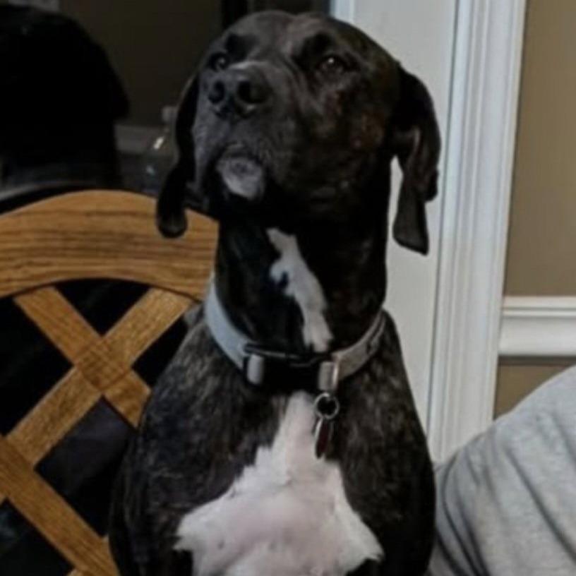 Enlarge Cleo, a Adoptable Plott Hound in Berkeley Springs, WV image 1/2
