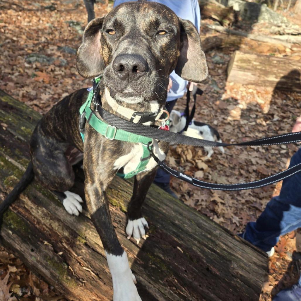 Enlarge Cleo, a Adoptable Plott Hound in Berkeley Springs, WV image 2/2