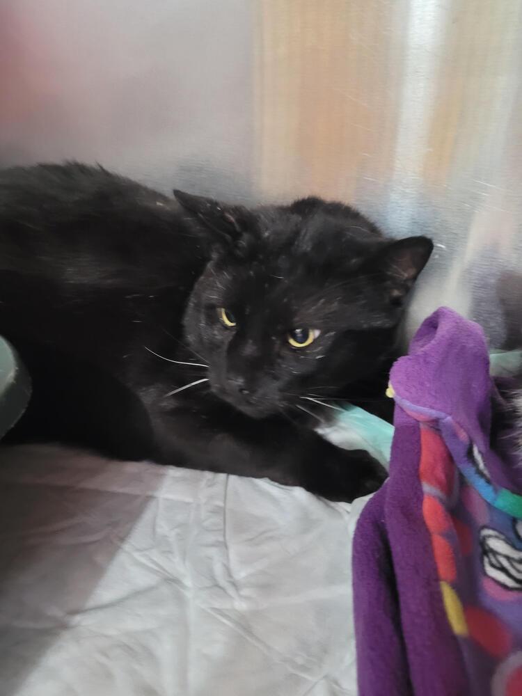 Dan, Adoptable, Adult Male Domestic Short Hair.