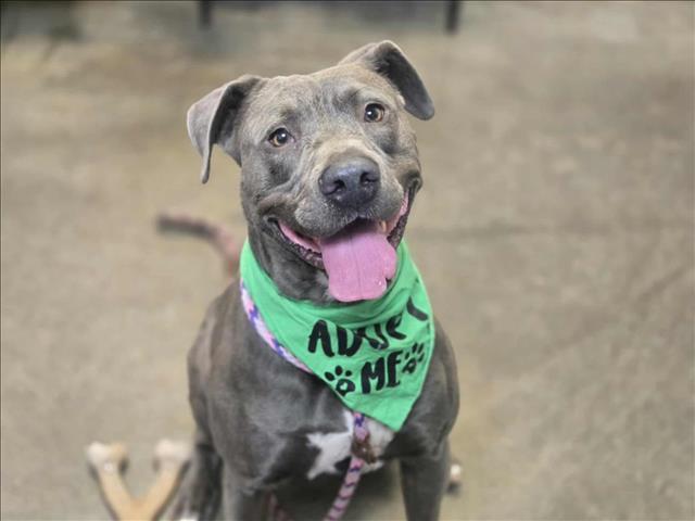 STERLING, Adoptable, Adult Male Pit Bull Terrier.