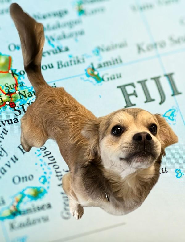 Fiji, Adoptable, Young Male Spaniel.