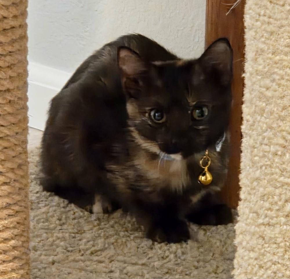 Daisy, Adoptable, Kitten Female Domestic Short Hair.