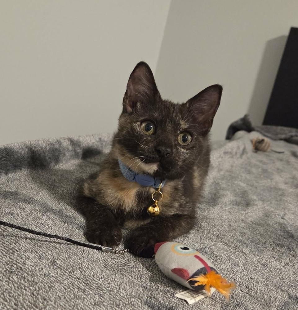 Enlarge Daisy, a Adoptable Domestic Short Hair in Sedalia, CO image 2/3