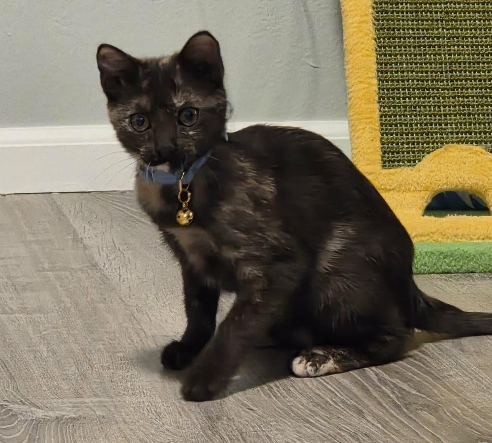 Enlarge Daisy, a Adoptable Domestic Short Hair in Sedalia, CO image 3/3