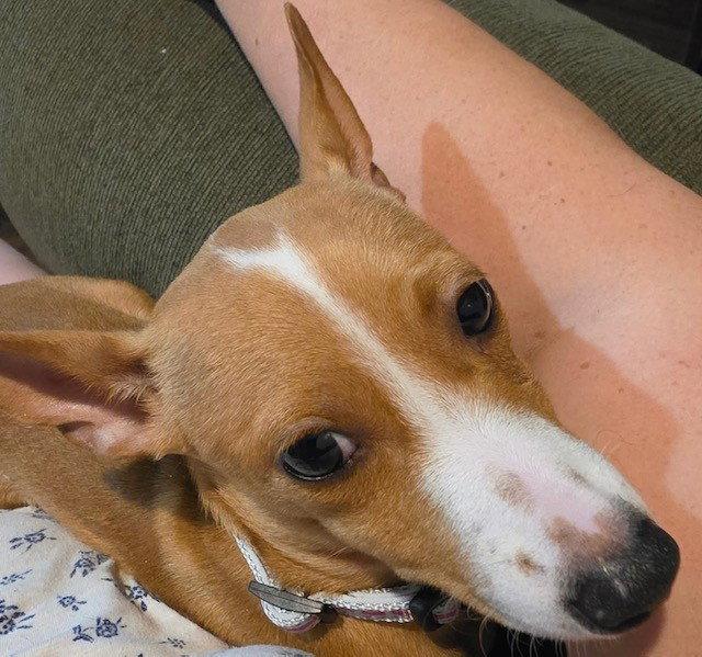Enlarge Lily, a Adoptable mixed breed in Fort Wayne, IN image 1/3