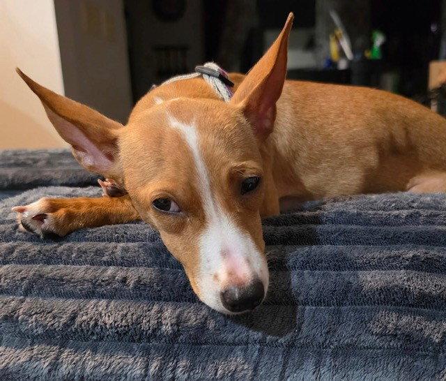 Enlarge Lily, a Adoptable mixed breed in Fort Wayne, IN image 2/3