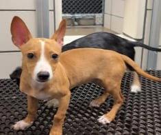 Enlarge Lily, a Adoptable mixed breed in Fort Wayne, IN image 3/3
