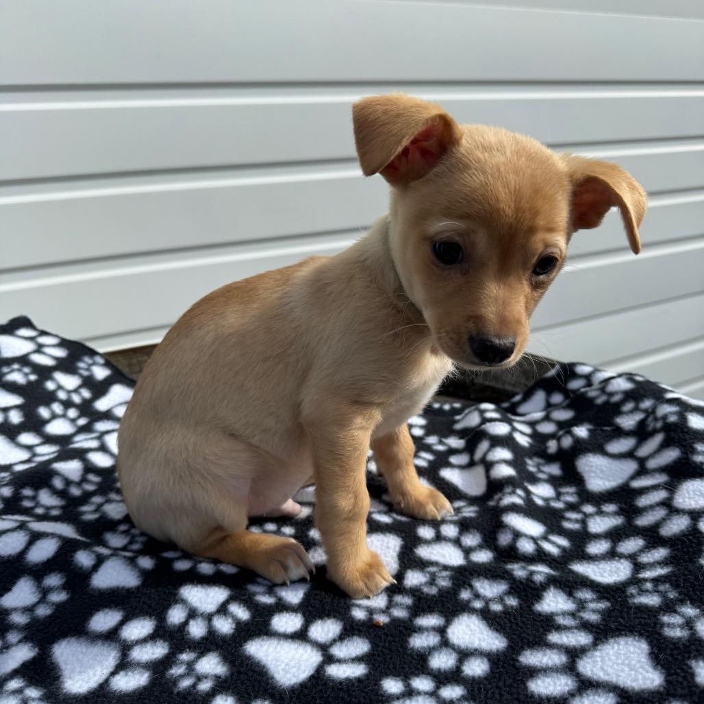 Enlarge Macaroni Mac, a Adoptable mixed breed in Newberg, OR image 2/6