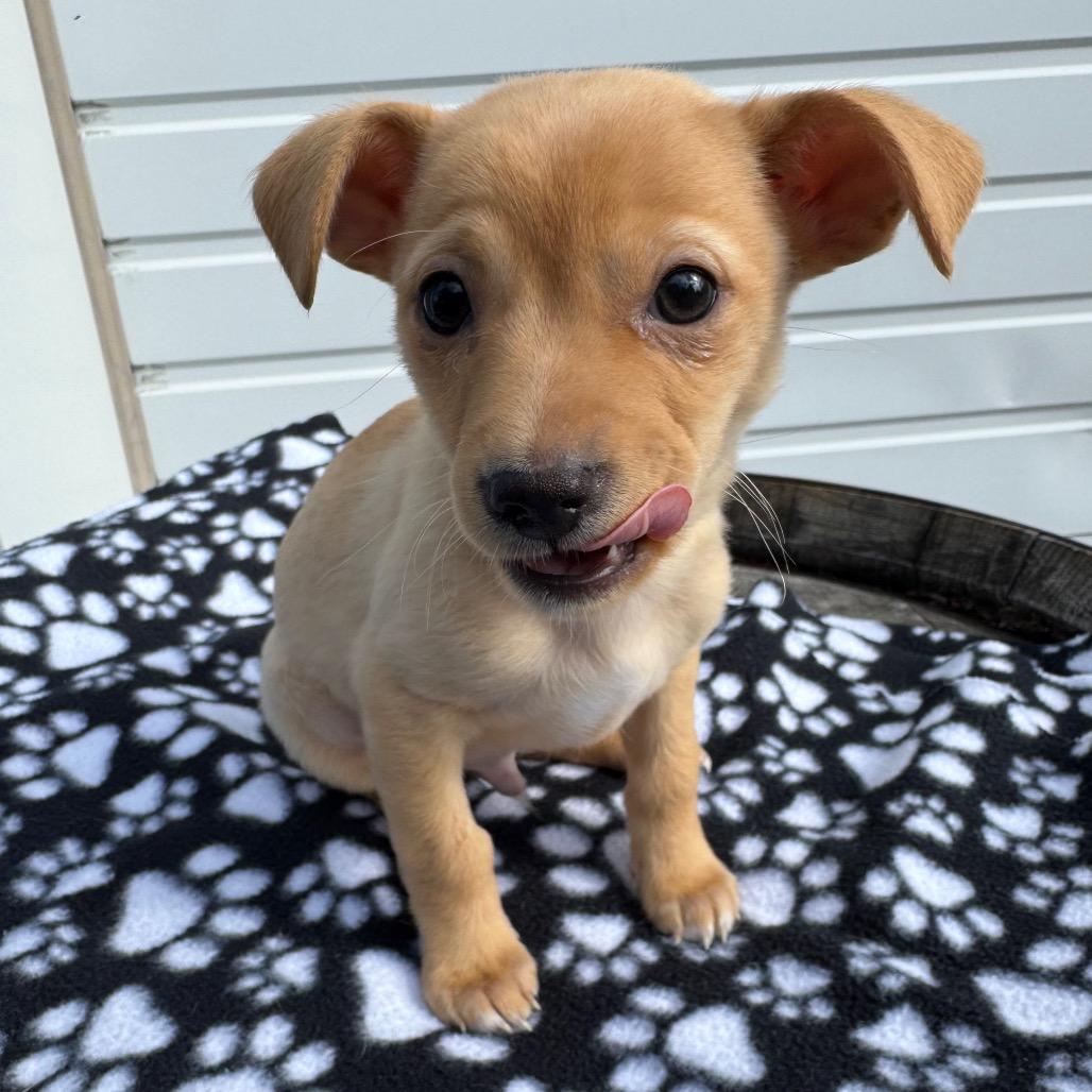 Enlarge Macaroni Mac, a Adoptable mixed breed in Newberg, OR image 3/6