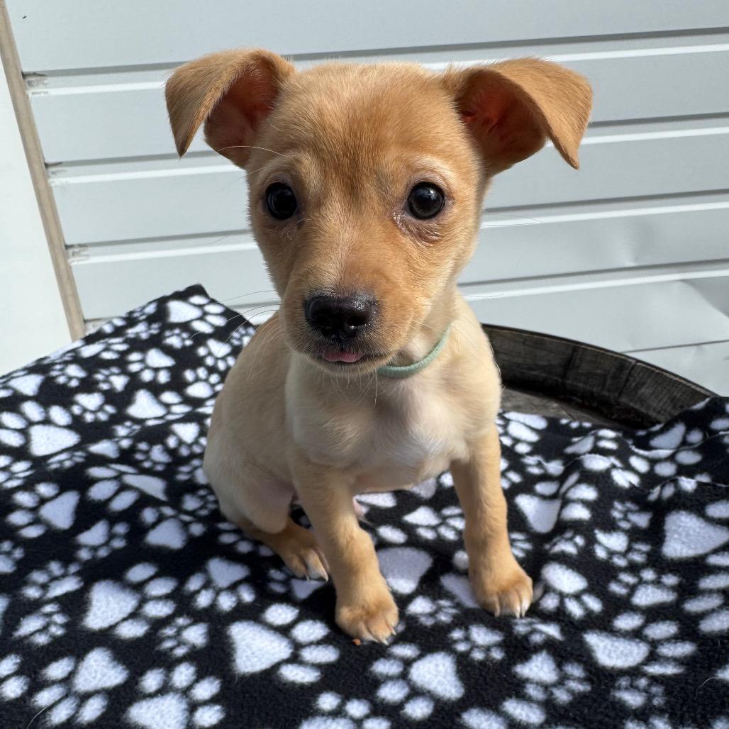 Enlarge Macaroni Mac, a Adoptable mixed breed in Newberg, OR image 4/6