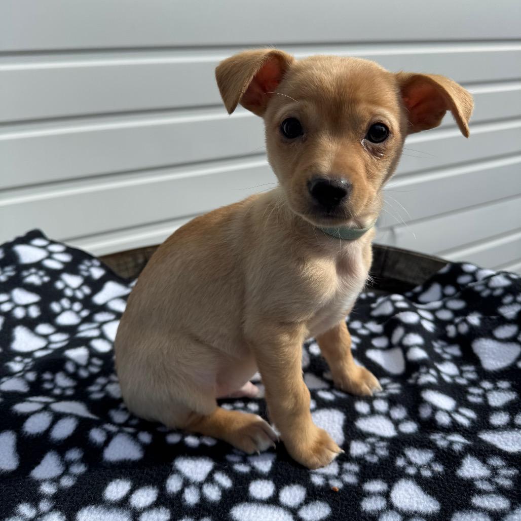 Enlarge Macaroni Mac, a Adoptable mixed breed in Newberg, OR image 5/6