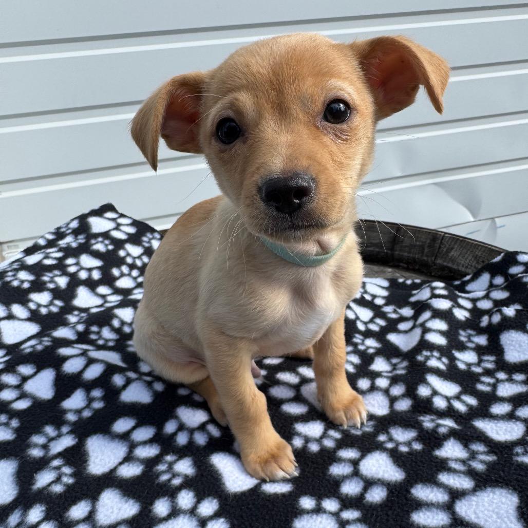 Enlarge Macaroni Mac, a Adoptable mixed breed in Newberg, OR image 6/6