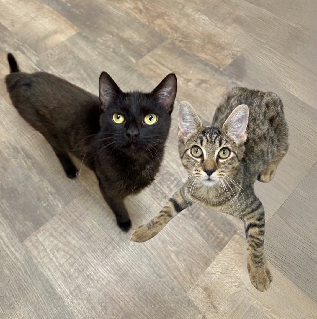 Enlarge Black Cherry & Jordan, a Adoptable Domestic Short Hair in Philadelphia, PA image 5/6