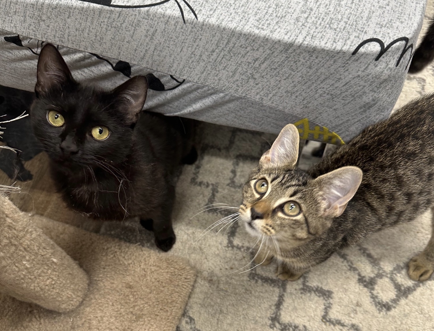 Enlarge Black Cherry & Jordan, a Adoptable Domestic Short Hair in Philadelphia, PA image 3/6