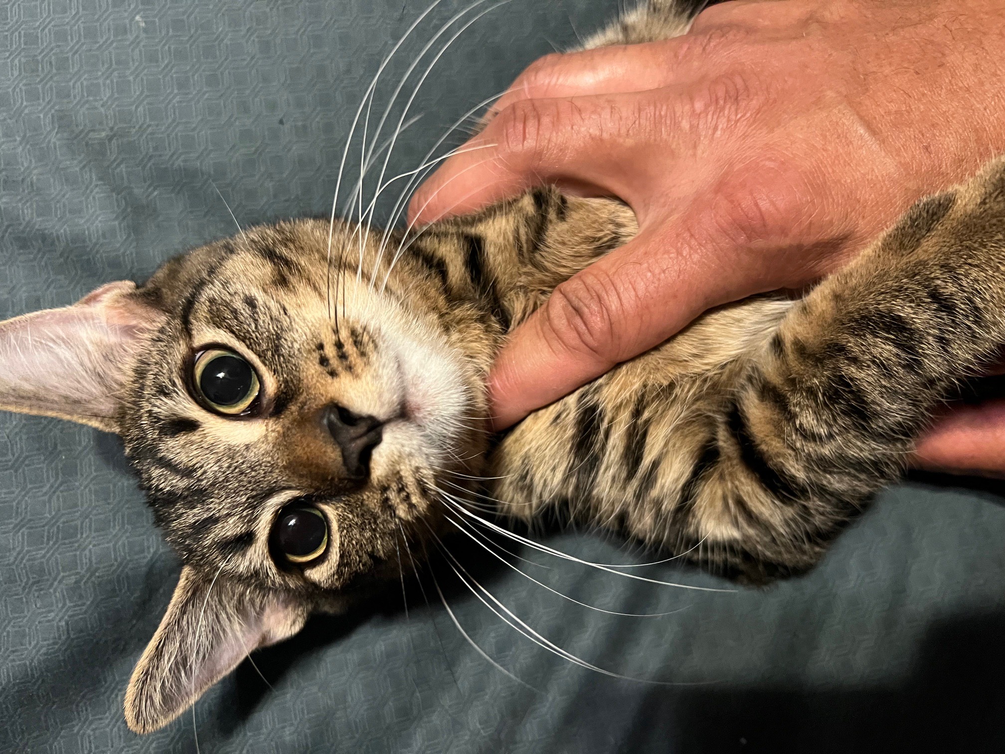 Enlarge Black Cherry & Jordan, a Adoptable Domestic Short Hair in Philadelphia, PA image 4/6