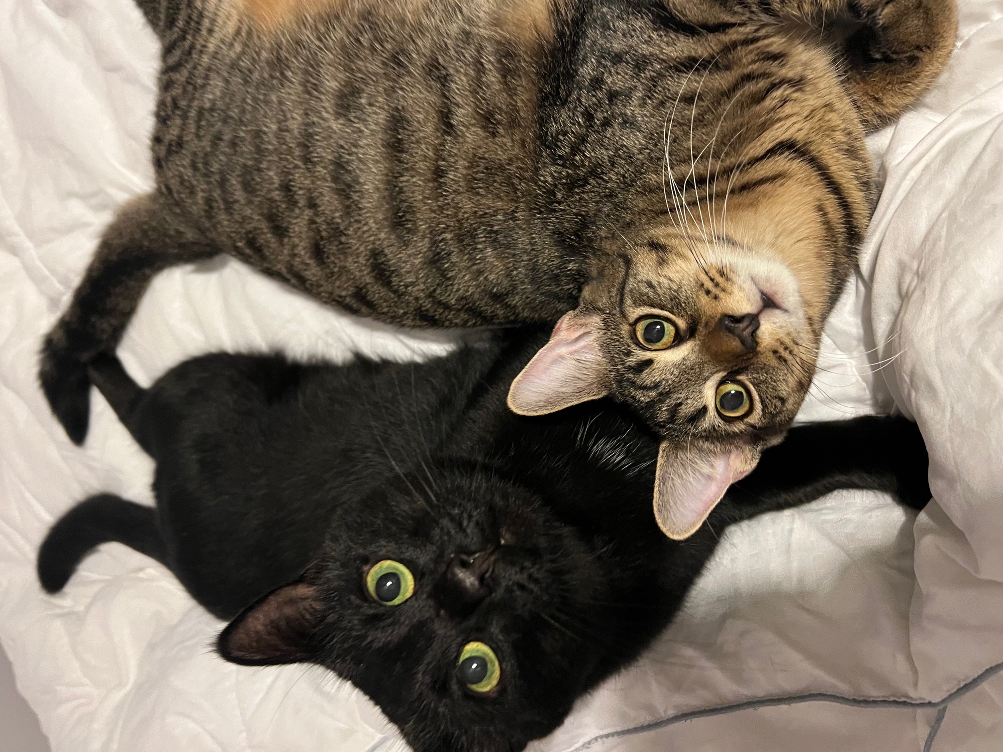 Enlarge Black Cherry & Jordan, a Adoptable Domestic Short Hair in Philadelphia, PA image 2/6