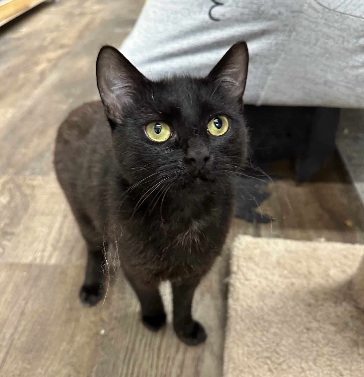 Enlarge Black Cherry & Jordan, a Adoptable Domestic Short Hair in Philadelphia, PA image 6/6