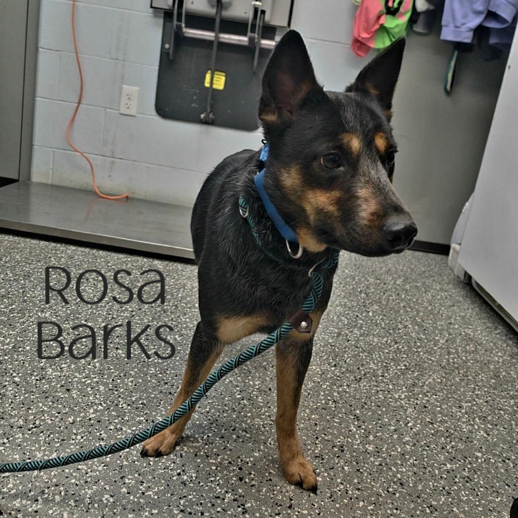 Enlarge Rosa Barks, a Adoptable Australian Cattle Dog / Blue Heeler in Parkersburg, WV image 1/6