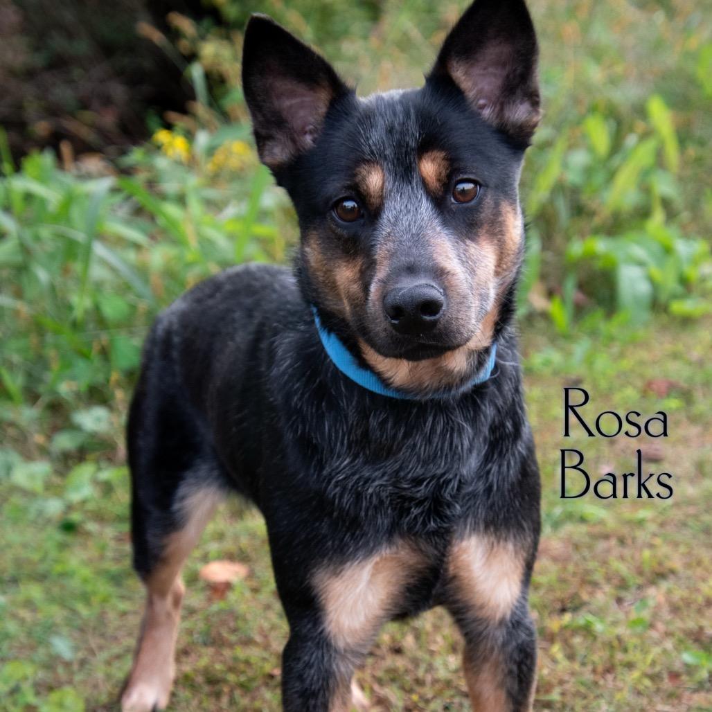 Enlarge Rosa Barks, a Adoptable Australian Cattle Dog / Blue Heeler in Parkersburg, WV image 2/6