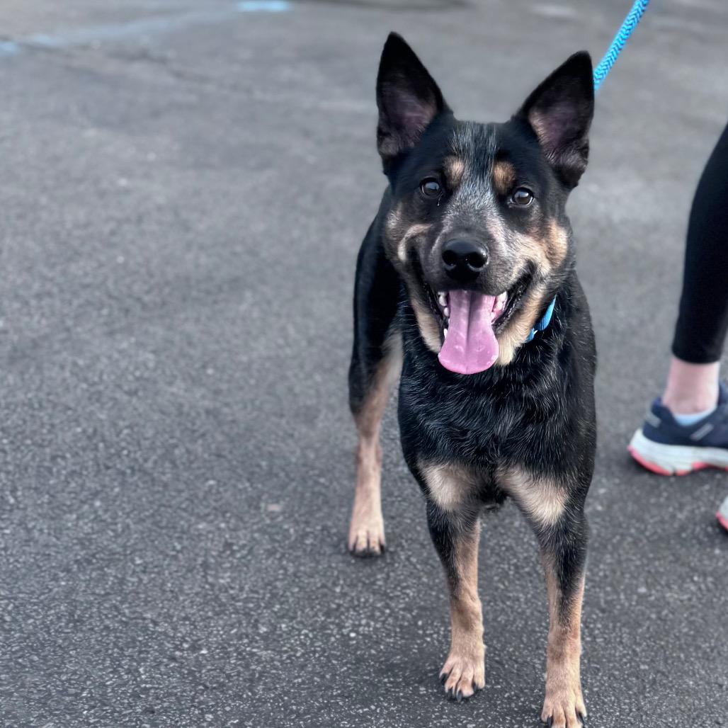 Enlarge Rosa Barks, a Adoptable Australian Cattle Dog / Blue Heeler in Parkersburg, WV image 3/6