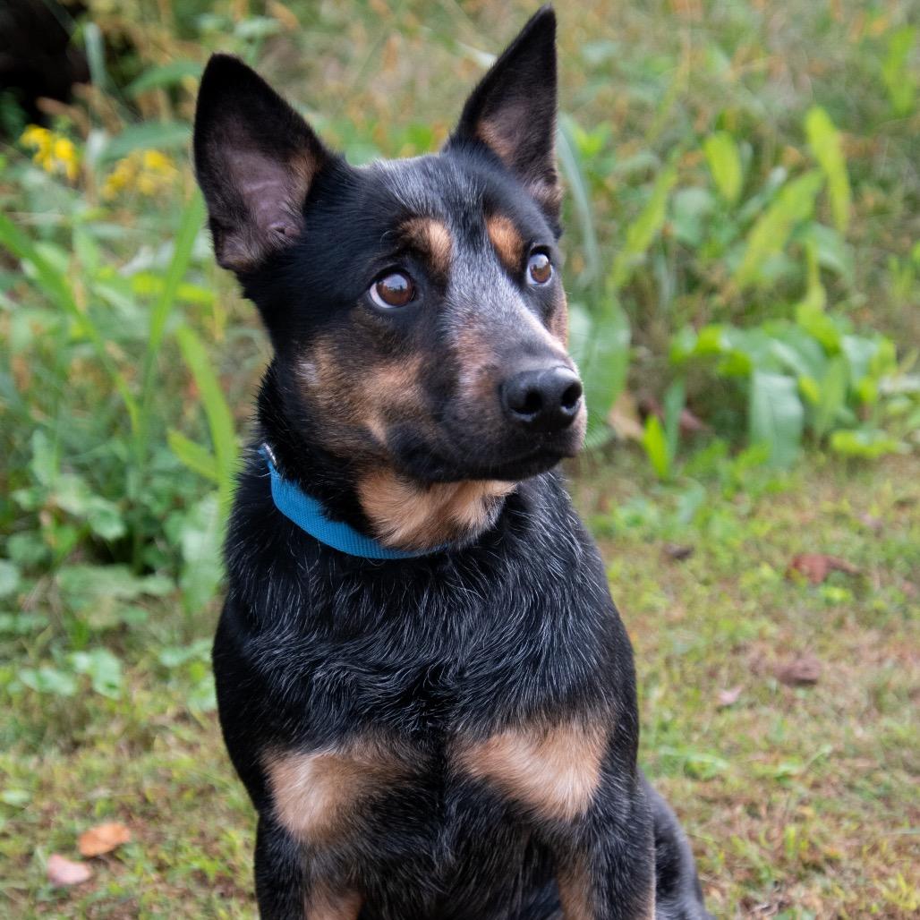 Enlarge Rosa Barks, a Adoptable Australian Cattle Dog / Blue Heeler in Parkersburg, WV image 4/6