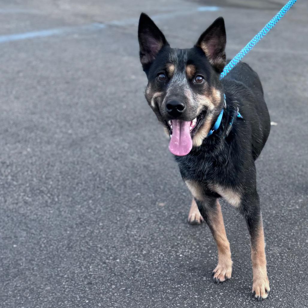 Enlarge Rosa Barks, a Adoptable Australian Cattle Dog / Blue Heeler in Parkersburg, WV image 5/6