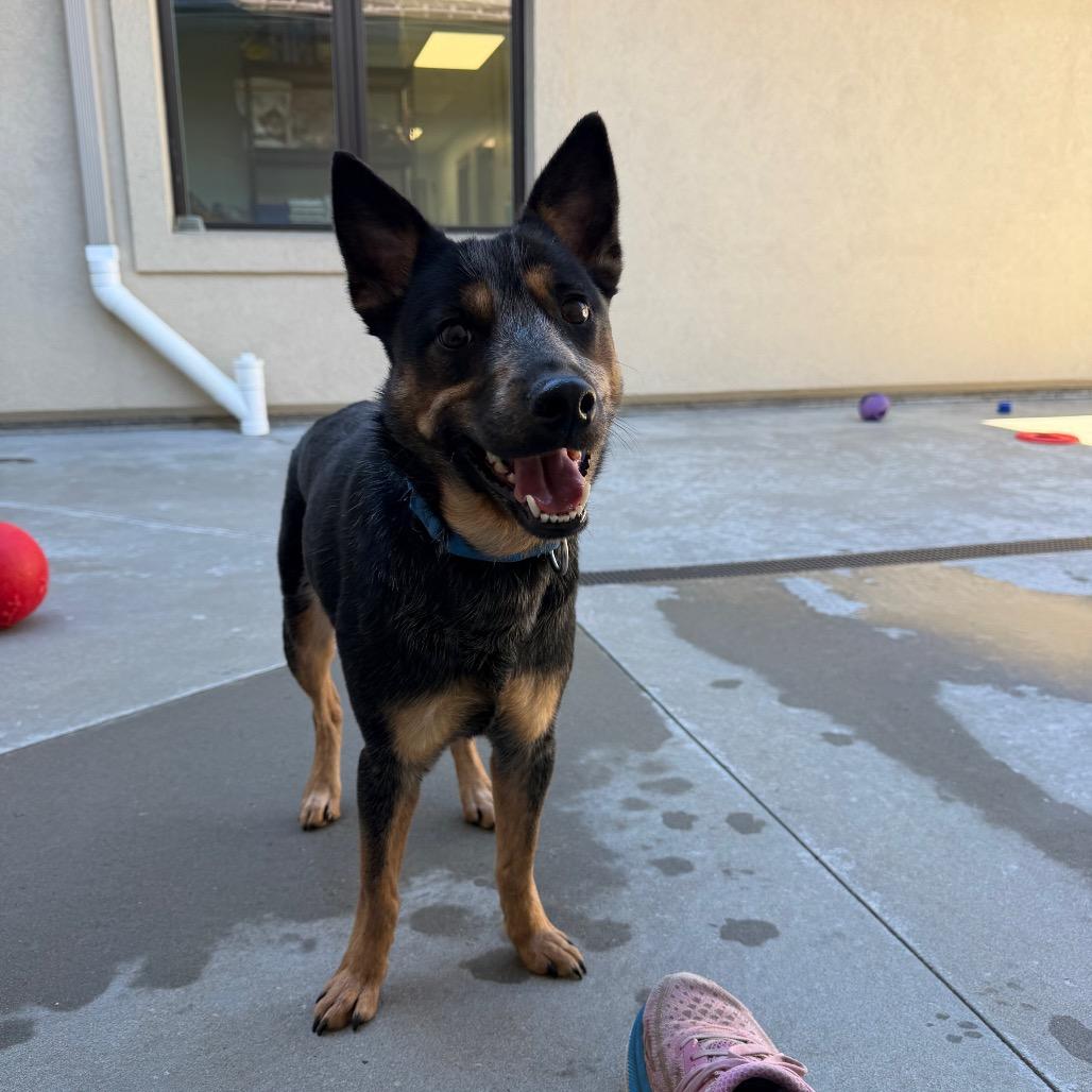 Enlarge Rosa Barks, a Adoptable Australian Cattle Dog / Blue Heeler in Parkersburg, WV image 6/6