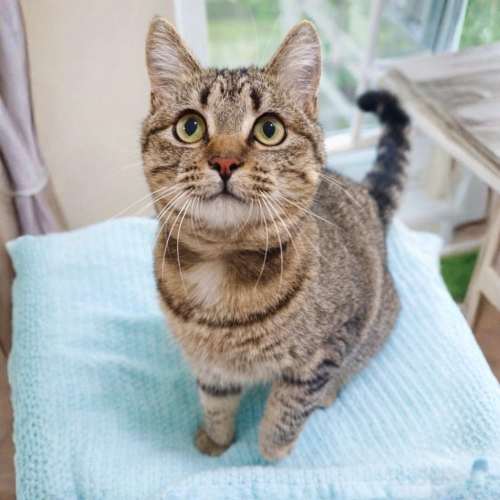 Penny, Adopted, Young Female Domestic Short Hair.