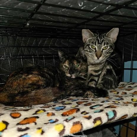 Cagney and Lacey, Baby Female Domestic Short Hair