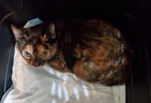 Enlarge Cagney and Lacey, a Adoptable Domestic Short Hair in Keansburg, NJ image 3/5