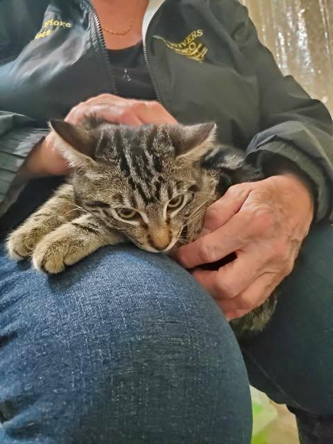 Enlarge Cagney and Lacey, a Adoptable Domestic Short Hair in Keansburg, NJ image 4/5