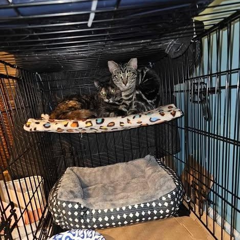 Enlarge Cagney and Lacey, a Adoptable Domestic Short Hair in Keansburg, NJ image 2/5