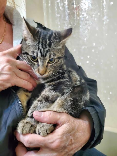 Enlarge Cagney and Lacey, a Adoptable Domestic Short Hair in Keansburg, NJ image 5/5