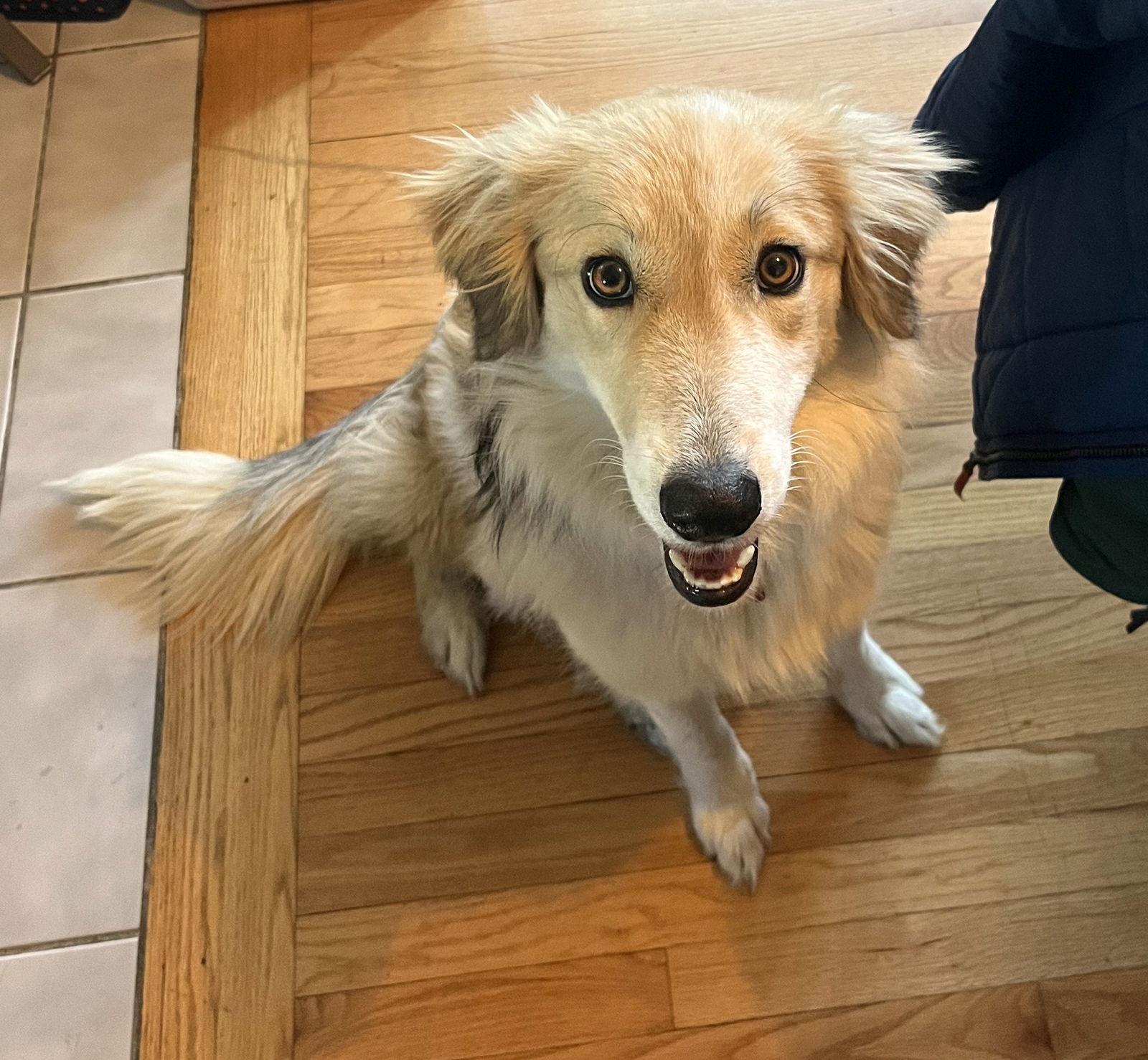 Sophie Sister *LOCAL*, Adopted, Puppy Female Collie.