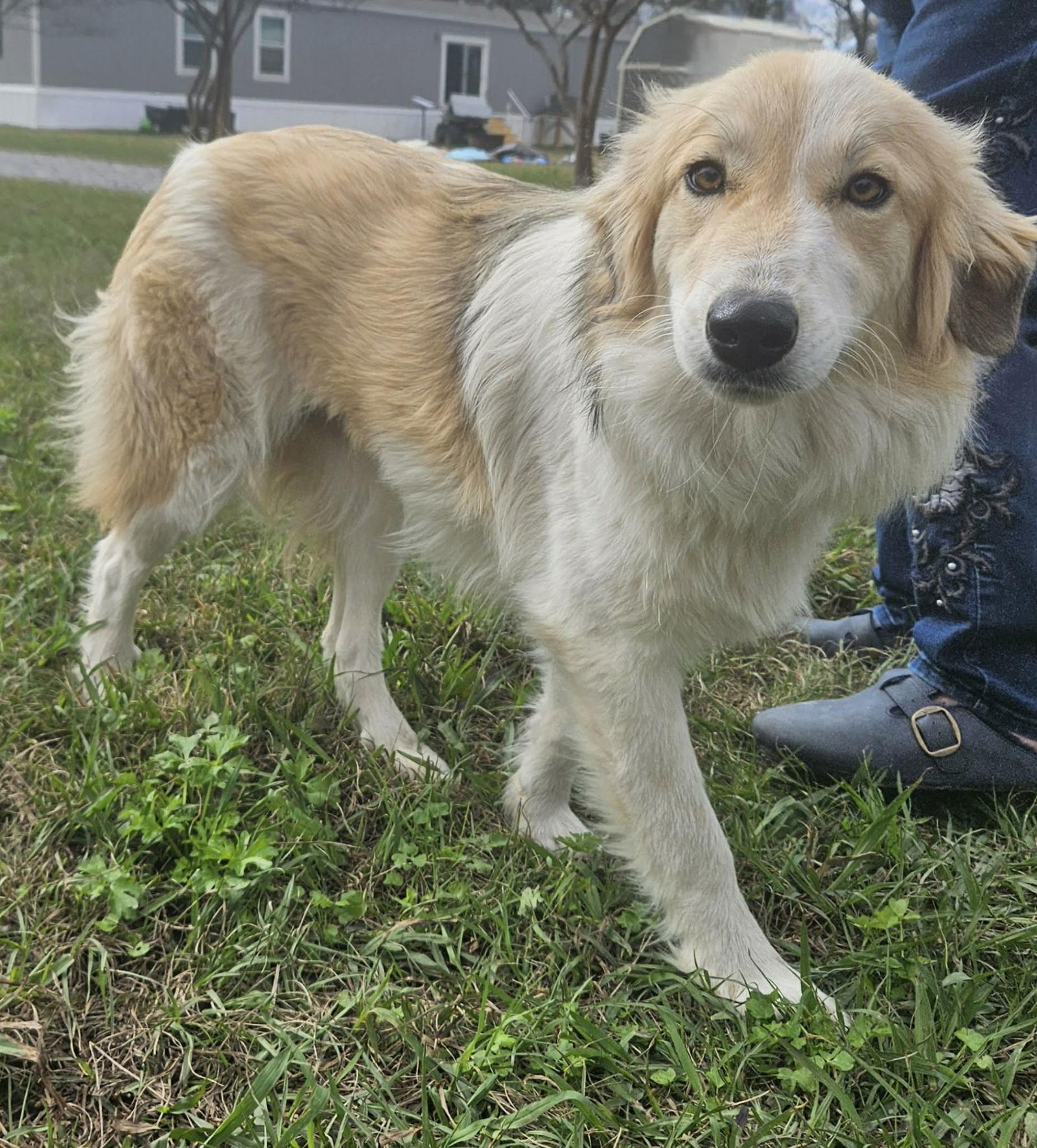 Enlarge Sophie Sister *LOCAL*, a Adopted Collie in Wakefield, RI image 2/3