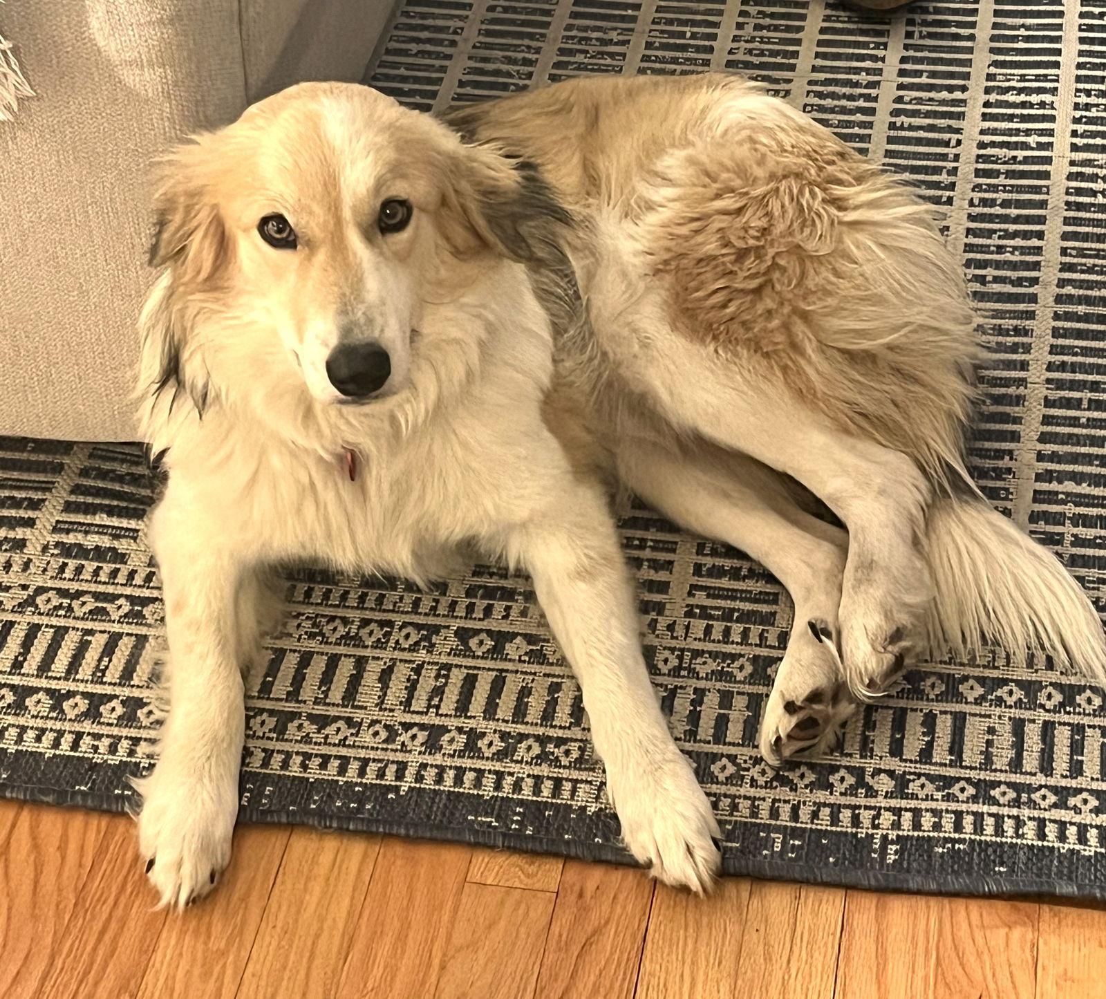 Enlarge Sophie Sister *LOCAL*, a Adopted Collie in Wakefield, RI image 3/3