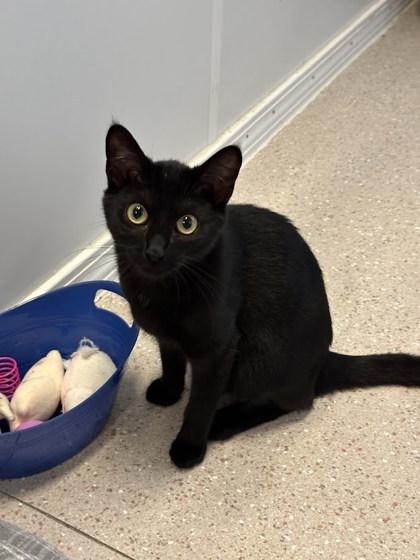 Oddish, Adoptable, Kitten Female Domestic Short Hair & Domestic Short Hair.